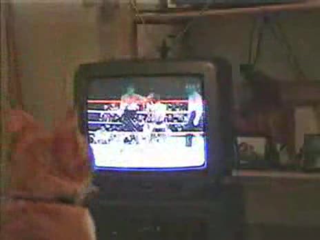Cat Loves Boxing